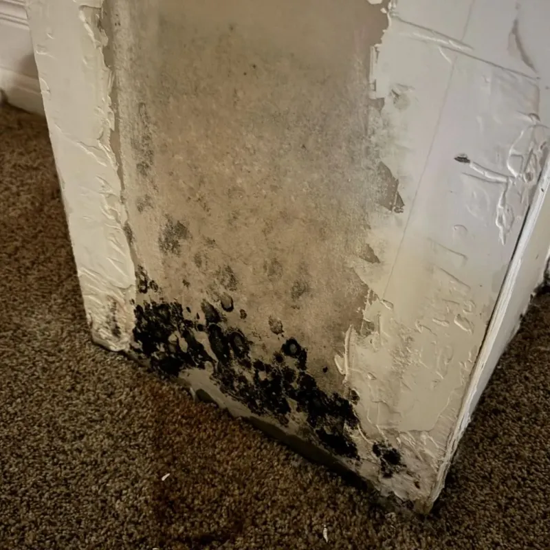 Professional Mold Removal in Lakeland, TN